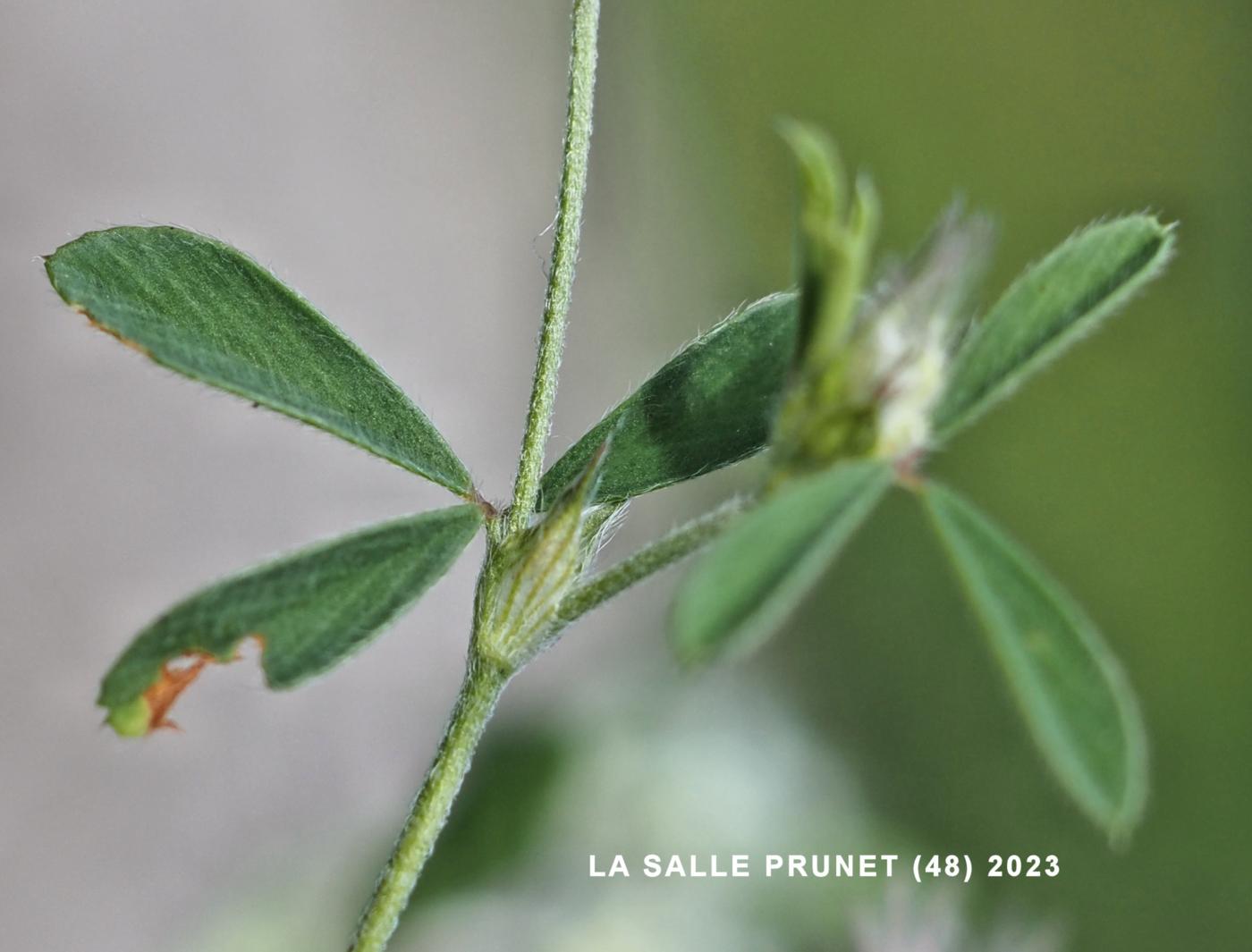 Clover, Hare's-Foot leaf